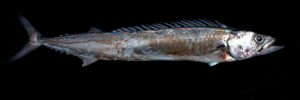 A picture of a Cape snoek against a black background.
