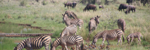 Zebras, wildebeests and birds photographed drinking at a river.