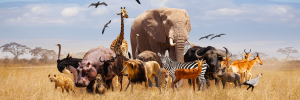 A picture of a group of many African animals, including giraffes, lions, elephants, and monkeys standing together with Kilimanjaro Mountain in the background.