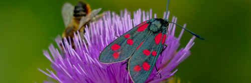 Shortest Insect Scientists develop a roadmap for global insect conservation ...