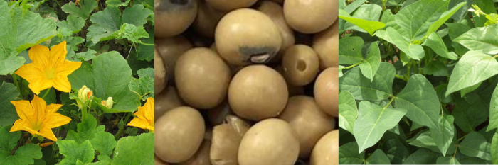 Promoting indigenous foods could improve food security in Southern ...