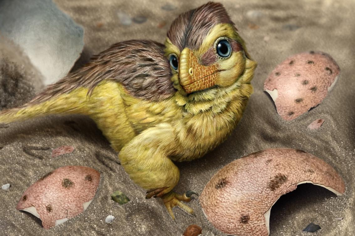 Artistic reconstruction of a newly hatched troodontid-like dinosaur resting among fragments of its eggshell (loosely based on Mongolian microtroodontid-type). These eggshells, when buried within ancient soils, interacted with meteoric waters, leading to early uranium incorporation into the eggshell calcite crystals.