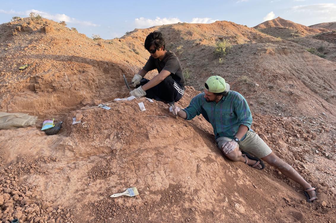 Expedition team members excavate one of several newly discovered dinosaur egg nests at Teel Ulaan Chaltsai, Eastern Gobi Basin.
