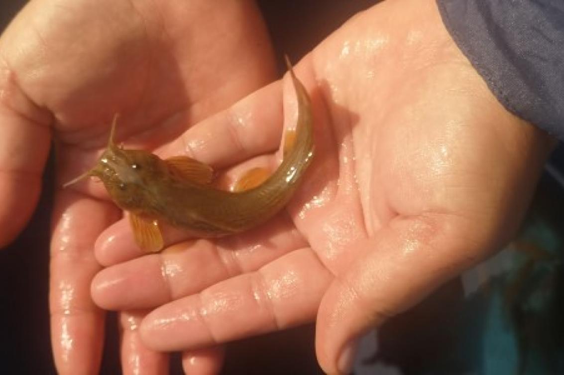 Monitoring water qua​​lity of the Apies and Crocodile rivers - gallery  - 2