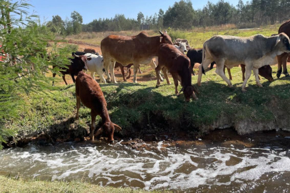 Monitoring water qua​​lity of the Apies and Crocodile rivers - gallery  - 4